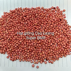 Hạt Cỏ chăn nuôi Sudan Super BMR 1kg