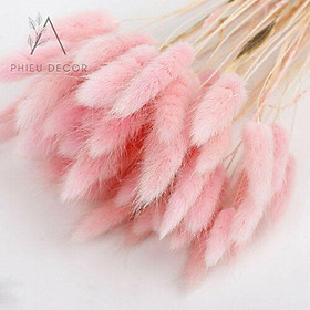 Mua Cỏ đuôi thỏ Hoa khô trang trí nhà cửa  phụ kiện chụp ảnh