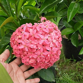 Hoa MẪU ĐƠN ĐỎ HỒNG MỸ - Bầu cây lớn đang hoa, sắp nụ