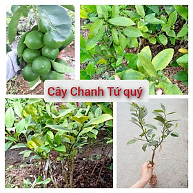 Mua Chanh tứ quý chùm   cho quả quanh năm