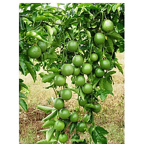 Cây giống CHANH LEO gieo hạt