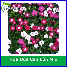 Mua Hạt Giống Hoa Dừa Cạn Lùn Lai F1 Nhiều Màu