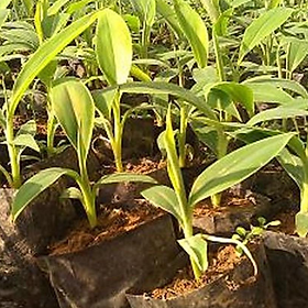 Mua Cây giống CHUỐI TÂY LÙN ngọt thơm - hàng cây giống CHUẨN F1