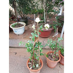 Hồng bạch cổ nguyên bản thơm lừng 681sp