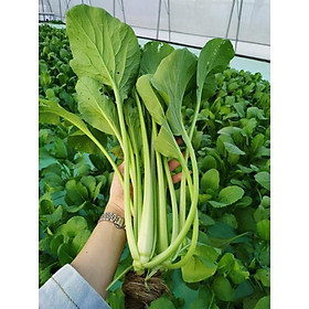 Hạt Giống Cây Rau Cải Ngọt - 20 Gram