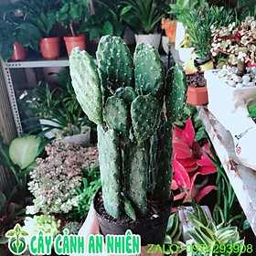 Mua Xương Rồng Bụi Mini