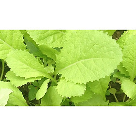 Mua CẢI BẸ VÀNG GÓI 20GR