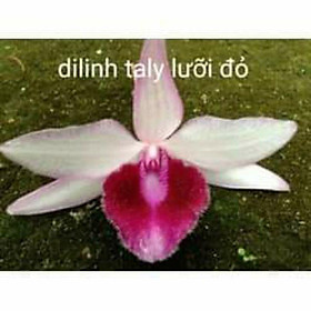 Mua Hoa phong lan -di linh taly lưỡi đỏ năm 3