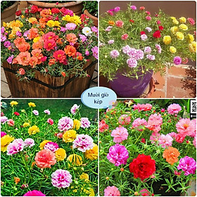 Mua Hạt Giống Hoa Mười Giờ Kép Ngoại Đủ Màu (600 Hạt  tặng kèm phân)