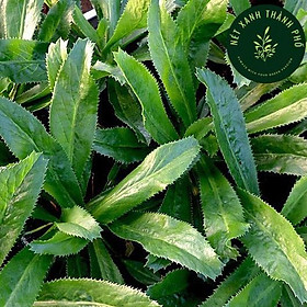 Mua Hạt giống rau Ngò Gai (Mùi Tàu) 10g  siêu dễ trồng