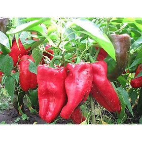 Mua giống ớt ngọt trái dài nhiều màu Mua 4 tặng 1 cây bất kì