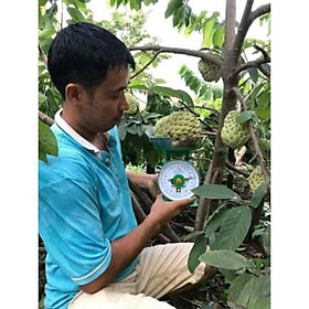 Mua Cây na thái lá to quả rất to