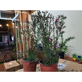 Cây Nhất Chi Mai - Tùng Tuyết Mai hàng sẵn nụ - Trang Flower