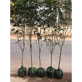 Mua Mộc hương ta một thân cây đẹp