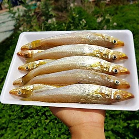 [ Chỉ giao HN] - Bống Đục To 350g