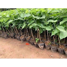 Sản phẩm CÂY DÂU QUẢ DÀI  ĐÀI LOAN
