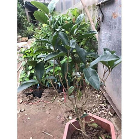 Cây Hoa Mộc Hương cam kết chất lượng