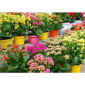 Chậu HOA SỐNG ĐỜI CÁNH KÉP đang hoa, size to, có đủ màu