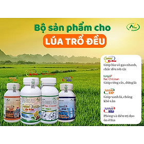 Bộ sản phẩm giúp LÚA TRỔ ĐỀU, CHỐNG LẸP XẸP hiệu quả và tiết kiệm chi phí