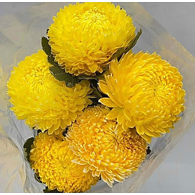 BỘT MÀU NHUỘM HOA Tươi Cao Cấp Premium Color pha 12L màu chuẩn Công Nghệ Israel An Toàn và chuyên nghiệp