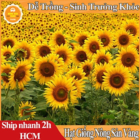 Mua Hạt giống Hoa Hướng Dương  Dễ Trồng  ít Sâu Bệnh  Ưa Nắng  Bông To  Cánh Dày  Lâu Tàn  (Gói 20 Hạt) - Nông Sản Vàng