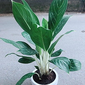 Mua Chậu Cây Bạch Mã Hoàng Tử