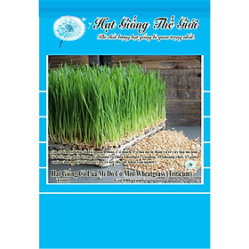 100g Hạt Giống Cỏ Lúa Mì Đỏ Cỏ Mèo Wheatgrass (Triticum aestivum)