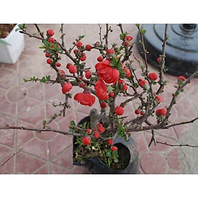 Mua Mai Đỏ bonsai TỨ QUÝ CHẬU HOA QUANH NĂM SIÊU ĐẸP