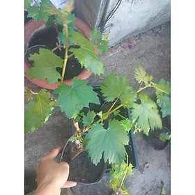 Mua Cây Giống Nho đen Kyoho Nhật Bản (siêu sớm có bảo hành)