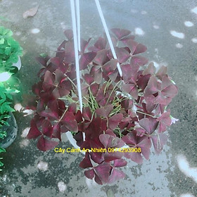 Mua Chậu Cây Bướm Đêm