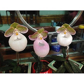 1 BÓ LAN HÀI MỐC HỒNG RỪNG TÂY BẮC