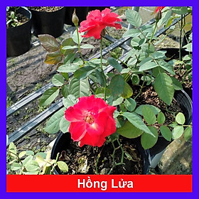 Mua Cây Hoa Hồng Lửa - cây cảnh để bàn + tặng phân bón cho cây