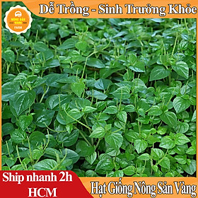 Mua Hạt giống Rau Tiêu (Cây Càng Cua) Tỉ Lệ Nảy Mầm Cao  Sinh Trưởng Và Phát Triển Khỏe  Năng Suất Cao (Gói 0 5 Gram) - Nông Sản Vàng