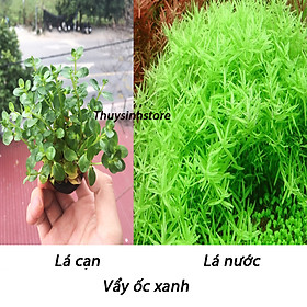 Cây thủy sinh cắt cắm các loại ( gồm 30 loại thông dụng )