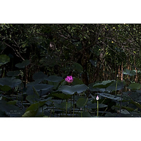 Mua Tranh canvas hoa Sen treo phòng khách ST-00090