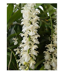 Mua Phong lan tam bảo sắc hoa trắng ( Hàng đột biến)