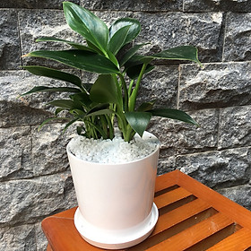Chậu Cây Trầu Bà Đế Vương Xanh