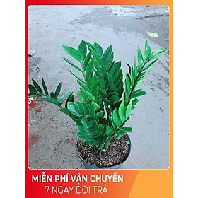 Mua Kim Tiền Lớn