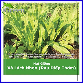 Mua Hạt Giống Rau Diếp Thơm (6 Gam)