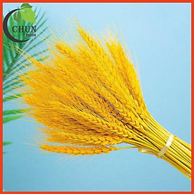 Mua Bó 100 Bông Lúa Mạch-Hoa Khô Trang Trí Nhà Cửa  Cửa Hàng  Văn Phòng  Làm Đồ Handmade