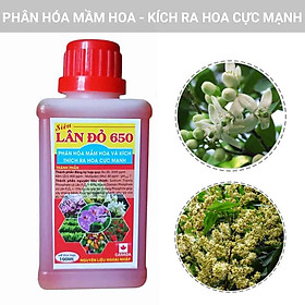 Mua Siêu Lân Đỏ 650 Phân Hóa Mầm Hoa - Kích Ra Hoa Cực Mạnh 100ml