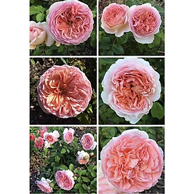 Mua cây hoa hồng Abraham Darby rose