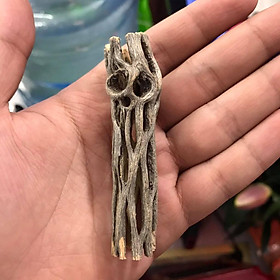 Mua Lũa xương rồng Lũa Cholla Cactus Lũa cho tép cảnh