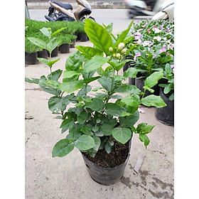 Cây hoa nhài ta- chậu cây đẹp xum xuê