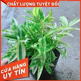 Cây Trúc Nhật Vàng