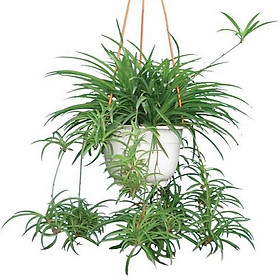 Chậu Cây Dây Nhện Nhảy