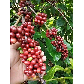 cà phê nhân robusta 1kg