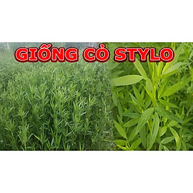 Hạt Cỏ Chăn Nuôi Stylo - Cỏ Họ Đậu - Gói 1kg - Cỏ Chăn Nuôi