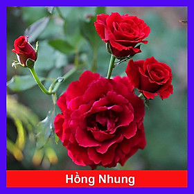 Mua Cây Hoa Hồng Nhung - cây cảnh để bàn + tặng phân bón cho cây