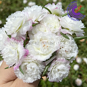 Mua 1 Ký Cành Hoa Mười Giờ TRẮNG VIỀN TÍM NHẸ Hoa Thái Kép Màu Mới Nở Lâu Tàn